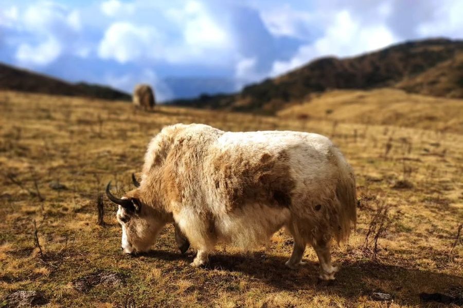 Yak grazing on a highland meadow under a partly cloudy sky.